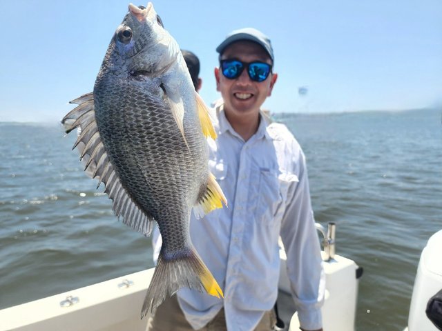 キビレ(キチヌ)