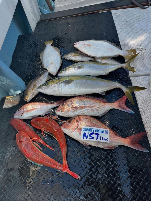 マダイ・ハマチ(ブリ)・イサキ・ホウボウ・ヒラメ