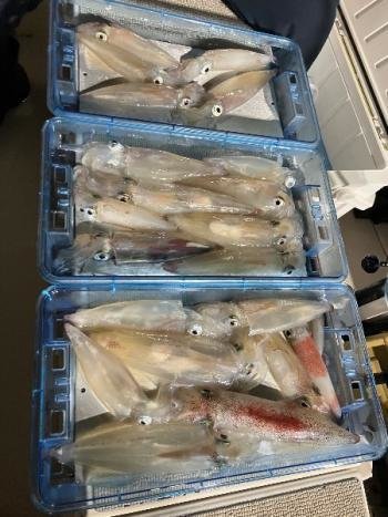 マイカ(ケンサキイカ)