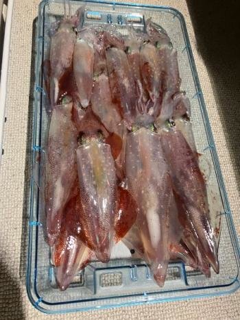 マイカ(ケンサキイカ)