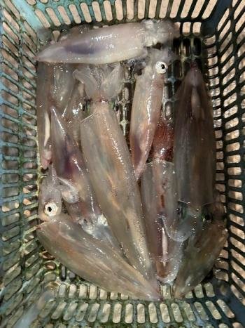 マイカ(ケンサキイカ)