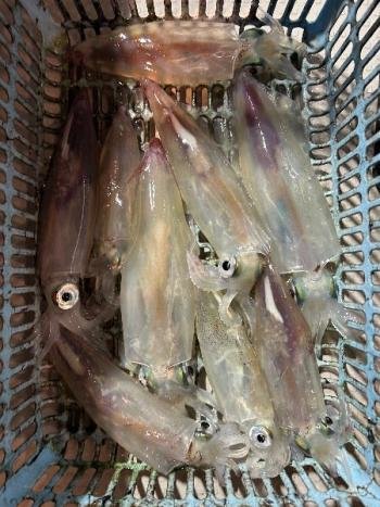 マイカ(ケンサキイカ)