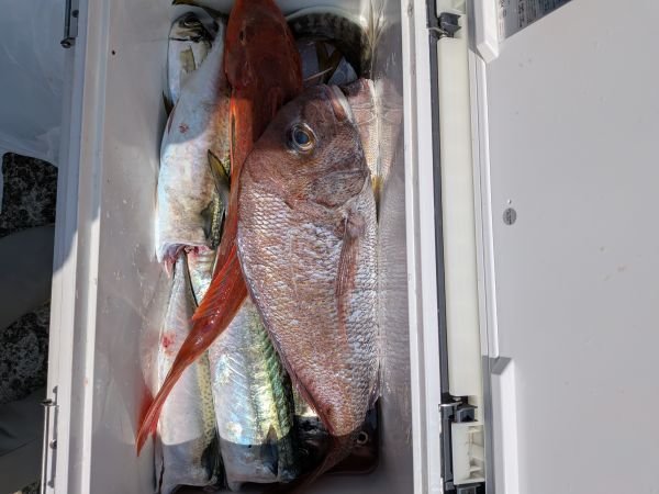 タイ(マダイ)・サバ(マサバ)