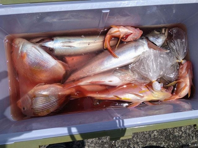 キダイ・サバ(マサバ)