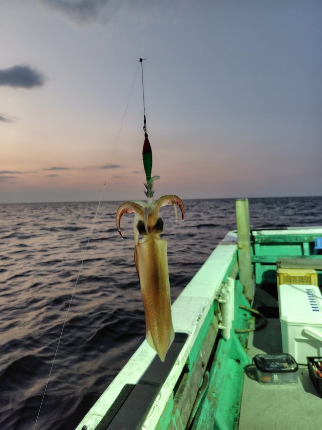 シロイカ(ケンサキイカ)