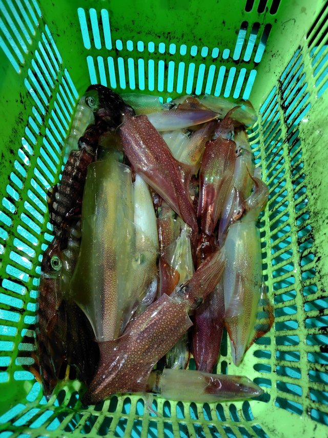 シロイカ(ケンサキイカ)・スルメ(スルメイカ)