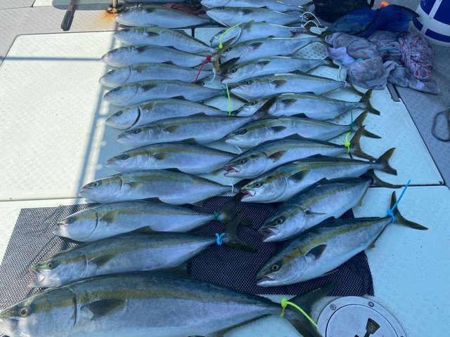 ハマチ(ブリ)・タコ(マダコ)