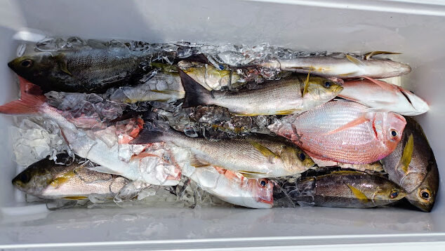 マダイ・イサキ