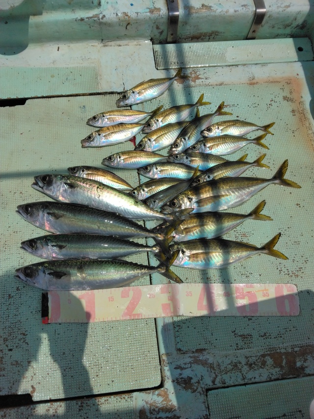 マアジ・マサバ