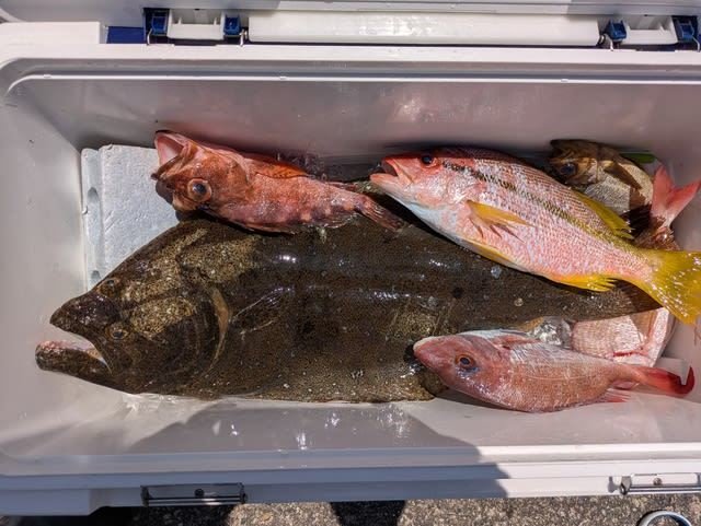 マダイ・ヨコスジフエダイ・カサゴ・ヒラメ