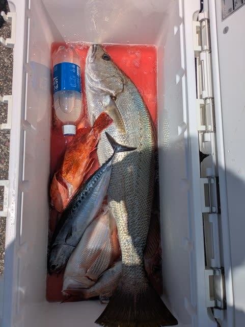 マダイ・ニベ・カサゴ