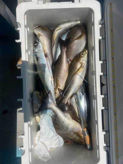 イサキ・ソマガツオ(メバチ)