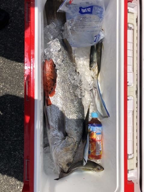 オオニベ・カサゴ