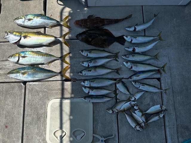 アジ(マアジ)・ハマチ(ブリ)・マサバ・コチ(マゴチ)・ヒラメ