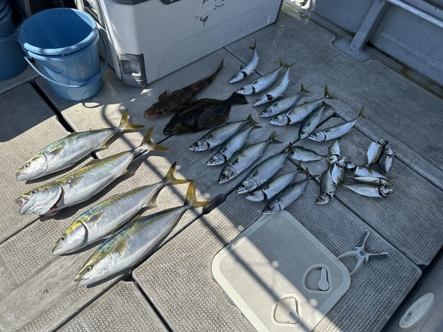 アジ(マアジ)・ハマチ(ブリ)・マサバ・コチ(マゴチ)・ヒラメ