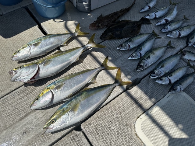 アジ(マアジ)・ハマチ(ブリ)・マサバ・コチ(マゴチ)・ヒラメ