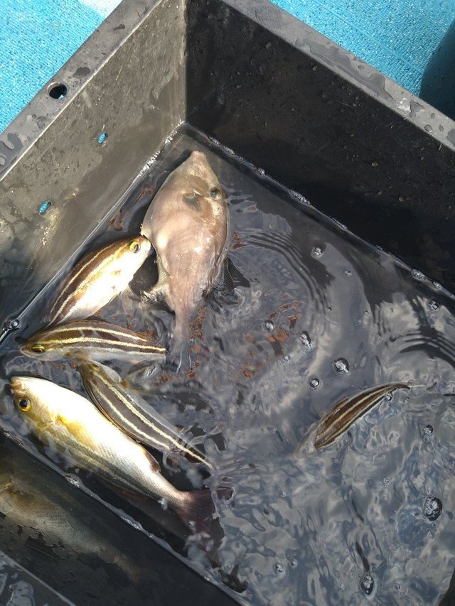 イサキ・ウマヅラ(ウマヅラハギ)