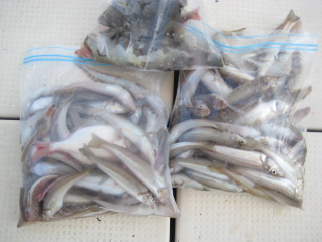 キス(シロギス)