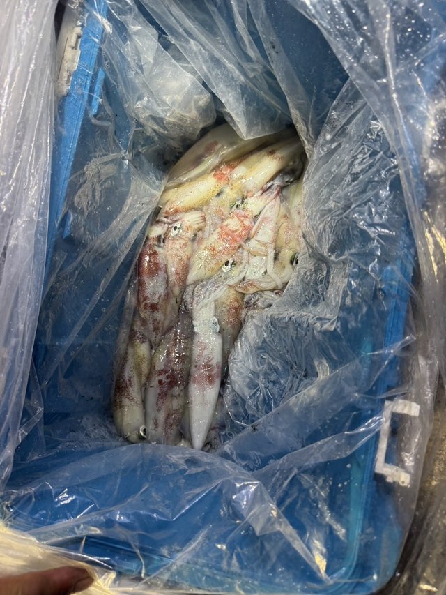 シロイカ(ケンサキイカ)