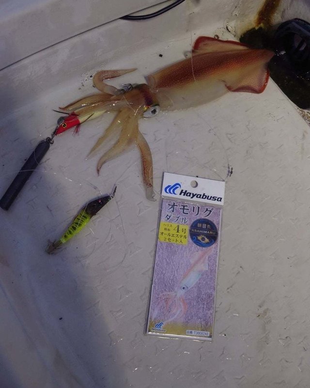 シロイカ(ケンサキイカ)