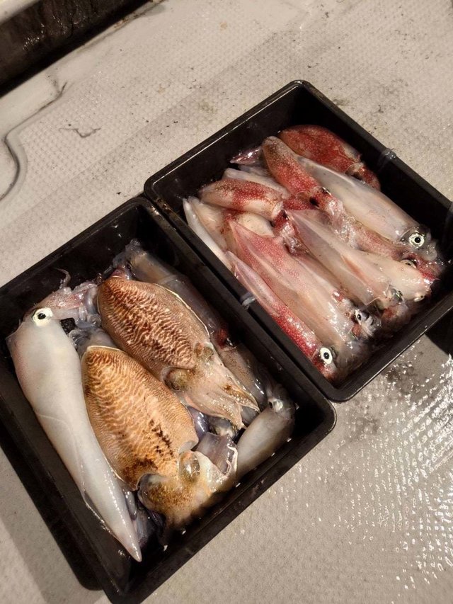 シロイカ(ケンサキイカ)・コウイカ