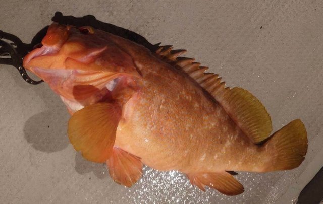 アコウ(キジハタ)