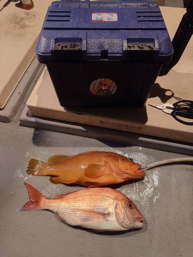 マダイ・アコウ(キジハタ)