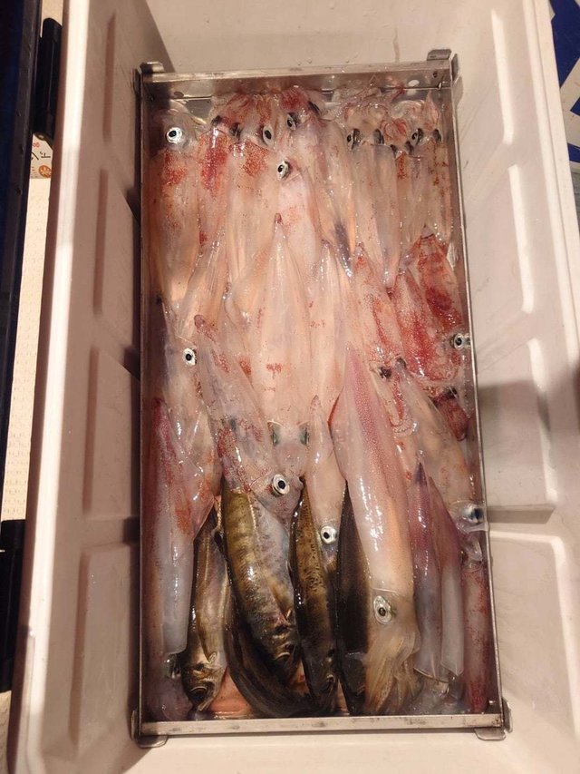 シロイカ(ケンサキイカ)