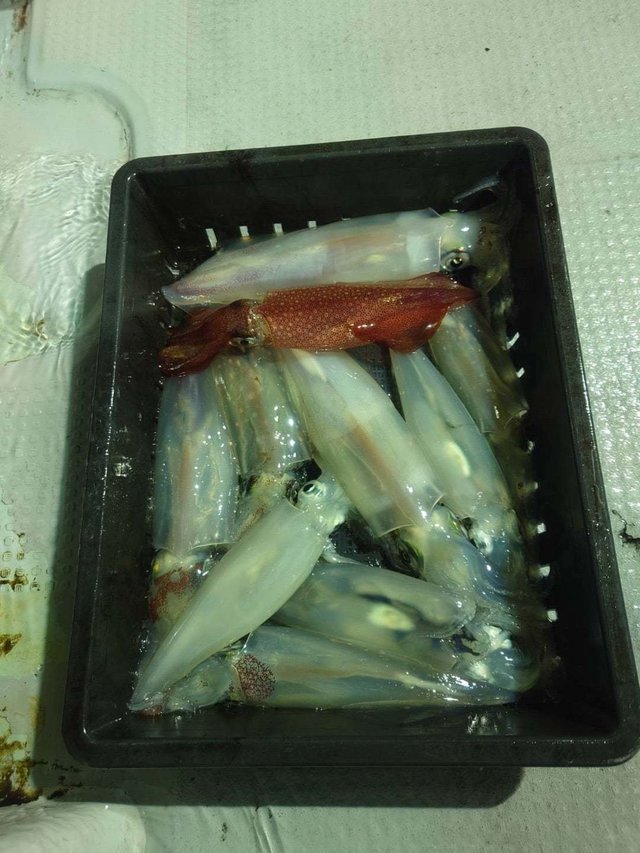 シロイカ(ケンサキイカ)