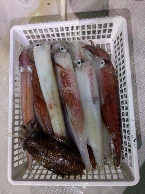 アカイカ(ケンサキイカ)