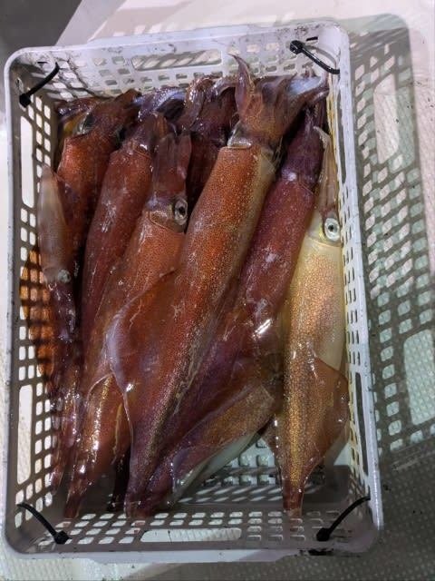 アカイカ(ケンサキイカ)