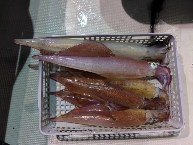 アカイカ(ケンサキイカ)