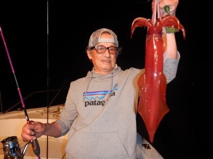 シロイカ(ケンサキイカ)