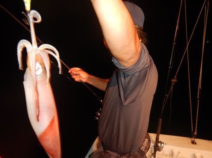 シロイカ(ケンサキイカ)