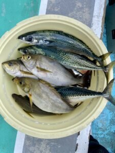 イサキ・サバ(ゴマサバ)