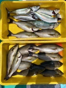 イサキ・サバ(ゴマサバ)