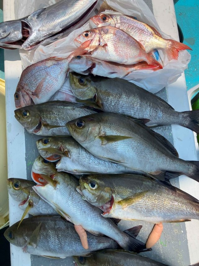 コダイ(マダイ)・イサキ