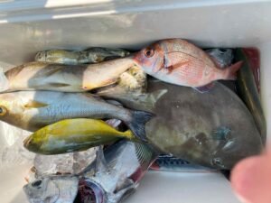 コダイ(マダイ)・イサキ