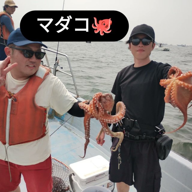 マダコ