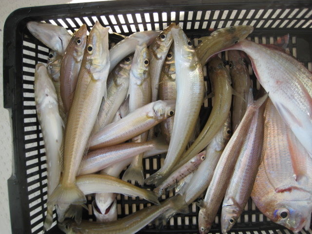 キス(シロギス)