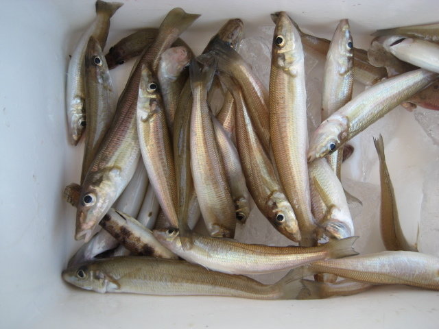 キス(シロギス)