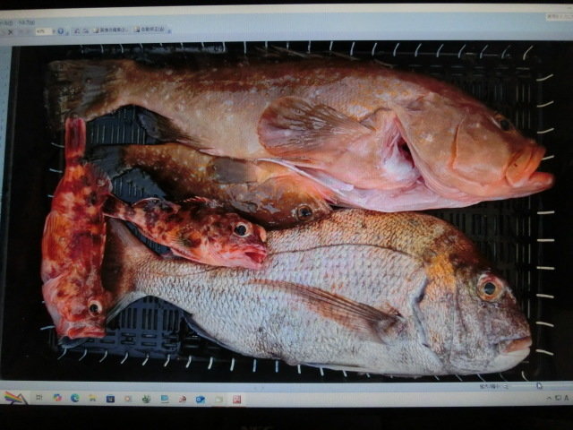 タイ(マダイ)・アコウ(キジハタ)・ガシラ(カサゴ)