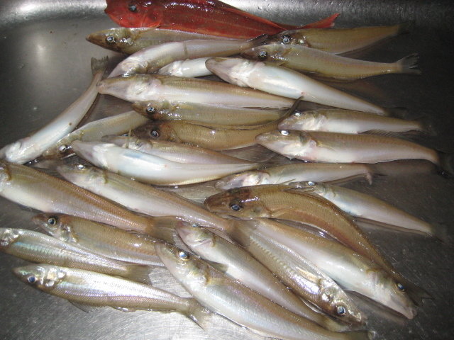 キス(シロギス)・ホウボウ