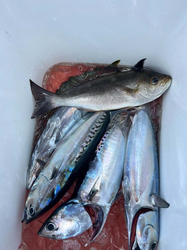 イサキ・ソーダガツオ(ヒラソウダ)