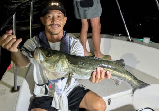 シーバス(スズキ)