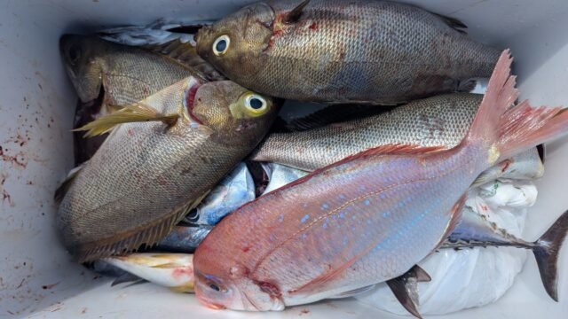 チダイ・イサキ