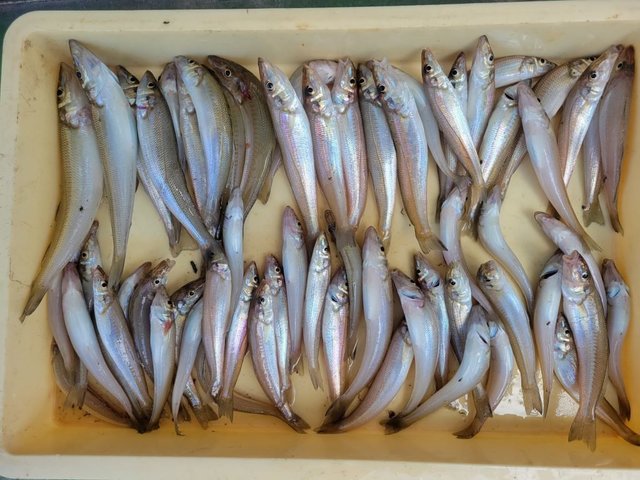 キス(シロギス)