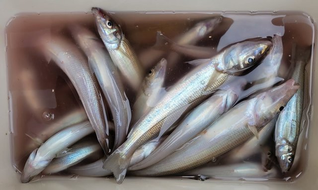 キス(シロギス)