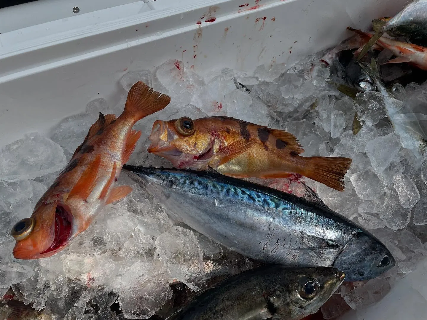 サバ(マサバ)・メバル