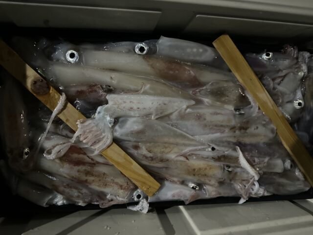 アカイカ(ケンサキイカ)